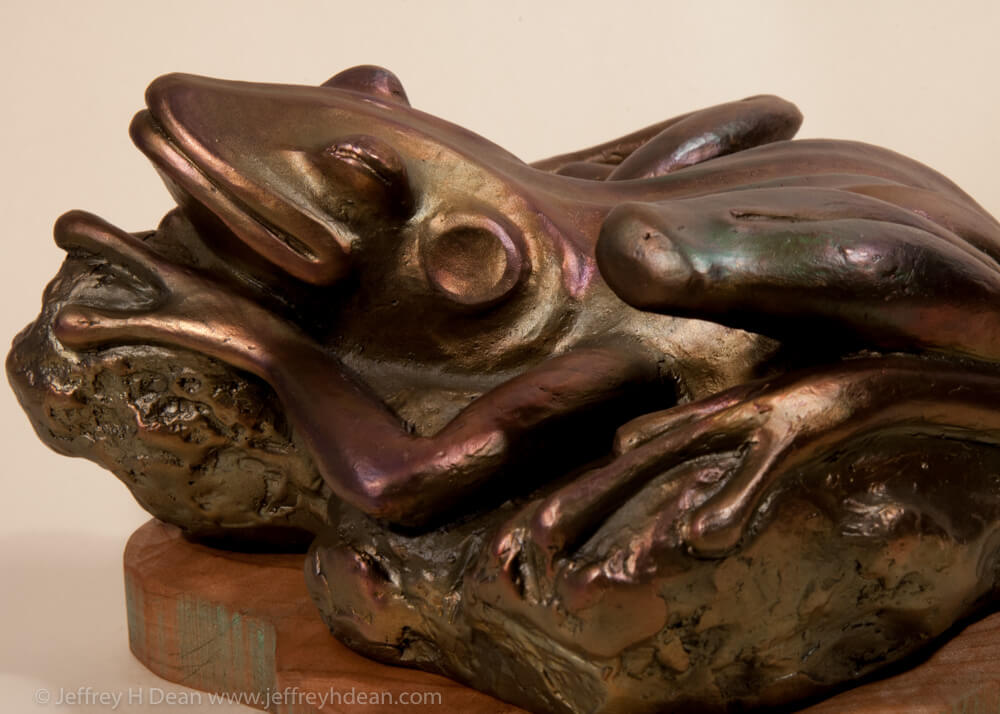 Sunning bronze frog.