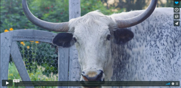 Are you looking for things to do in Homer, Alaska? This video will introduce you to what you'll see on a Dean Family Farm and Art Studios Tour.